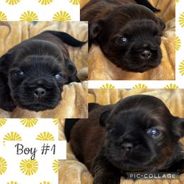 Jacob - Black and tan male Shih Tzu puppy in Claremont, California from Lovable Shih Tzus