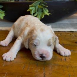 Dustin - Yellow and white male Bernedoodle puppy in Cartersville, Georgia from Simply Blessed Doodles