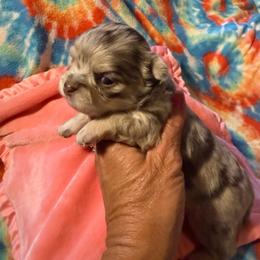 Sprinkles - Merle female Chihuahua puppy in Beaumont, Texas from Anastasia’s Tiny Pupps