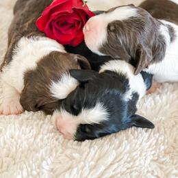 English Springer Spaniel Puppies from Starshine Puppies
