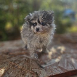Midnight - Blue merle male Pomeranian puppy in Lumberton, Mississippi from Piney Woods Pomeranians