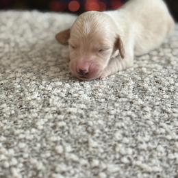 Frou-frou - Cream male Dachshund puppy in Vancouver, Washington from Cascade Minis