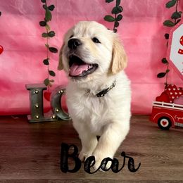 Bear (Black Collar) - Golden Retriever puppy from River City Golden Retrievers