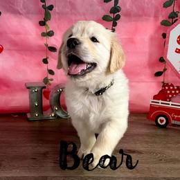 Bear (Black Collar) - Golden Retriever puppy from River City Golden Retrievers