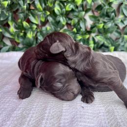 2nd Pick Chocolate Girl - Chocolate female Australian Labradoodle puppy in Hartshorne, Oklahoma from Jena Edmond