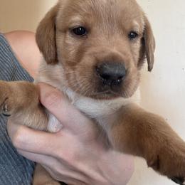 Male pick 6 - Yellow male Labrador Retriever puppy in Wardensville, West Virginia from Sager’s Labrador Puppies