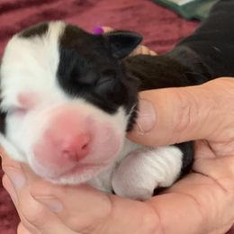 Border Collie Puppies from Gold Creek Ranch Border Collies