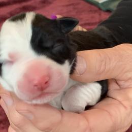 Border Collie Puppies from Gold Creek Ranch Border Collies