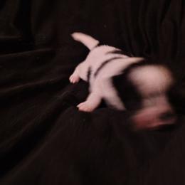 Lee - Black parti male Pomeranian puppy in Andrews, South Carolina from Purple Diamonds Kennel