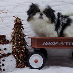 Mira - Black tan and white female Japanese Chin puppy in Johnson City, Tennessee from Erin & Friends Japanese Chin