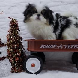 Mira - Black tan and white female Japanese Chin puppy in Johnson City, Tennessee from Erin & Friends Japanese Chin