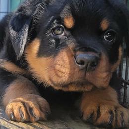 Blue Boy - Black and mahogany male Rottweiler puppy in Longview, Washington from Winters Rotties
