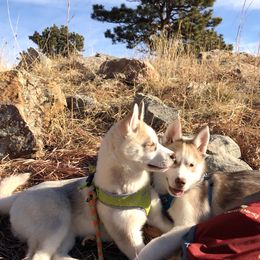 Siberian Husky Puppies from Mahavidya Siberians
