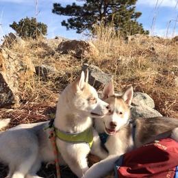 Siberian Husky Puppies from Mahavidya Siberians