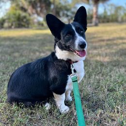 Soupy - Cardigan Welsh Corgi
