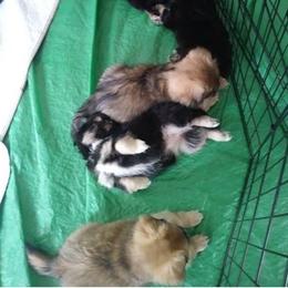 Tibetan Spaniel Puppies from Tina-Rie Tibetan Spaniels