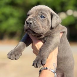 Black - Gray brindle male Cane Corso puppy in Opelousas, Louisiana from Azelees Cane Corso