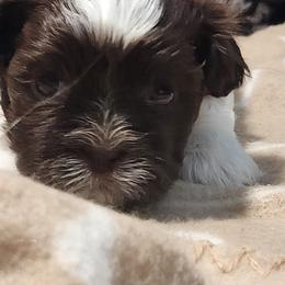 Shih Tzu Puppies from Kuddly Creatures