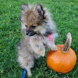 Olive - Blue sable female Pomeranian puppy in Bellevue, Iowa from Fluffy Wonders Poms and Doodles