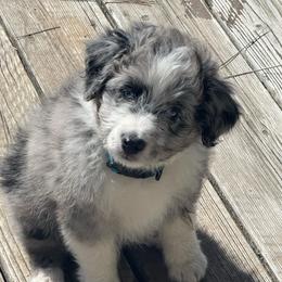Slate - Blue merle male Aussiedoodle puppy in Columbia Falls, Montana from Firefly Aussies & Aussiedoodles