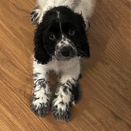 Cocker Spaniel Puppies from Angelic Cocker’s