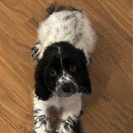 Cocker Spaniel Puppies from Angelic Cocker’s