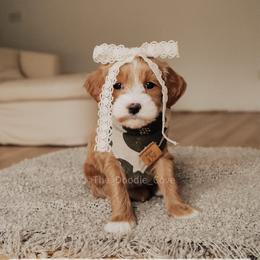 Clover - Red  female Goldendoodle puppy in Syracuse, Indiana from The Doodle Cove