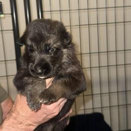 Halle - Black and tan female German Shepherd puppy in Mahopac, New York from Patmar German Shepherds