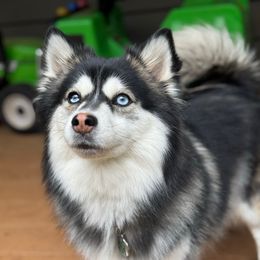 Luna - Pomsky