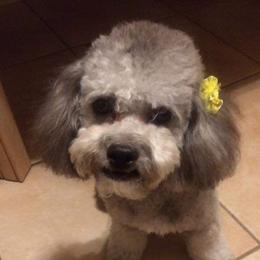 Charli - Maltipoo