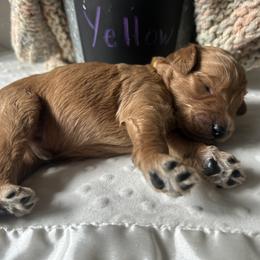 Yellow - Red  male Goldendoodle puppy in Grand Blanc, Michigan from Perry Farm Doodles