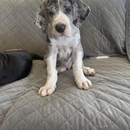 Emil - Merle male Great Dane puppy in Prescott Valley, Arizona from Ryan's Royal Great Danes