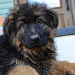 Red Collar - Black and red female German Shepherd puppy in Howell, Michigan from Sheyenne’s Shepherds