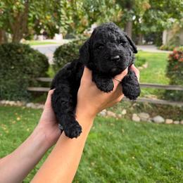 Disco - Black female Bernedoodle puppy in Yuba City, California from Ranch House Doodles