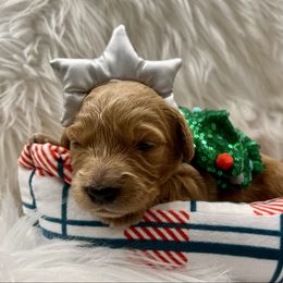 Dancer - Apricot female Goldendoodle puppy in The Woodlands, Texas from Gracie's Goldendoodles and Bernedoodles