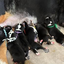 Boy 4 - Black, white and red male Greater Swiss Mountain Dog puppy in Knoxville, Maryland from Dahlgren Swissys