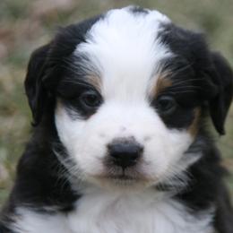 Min29 - Black tri female Miniature Australian Shepherd puppy in Fairview, South Dakota from Dakota Toy Aussies