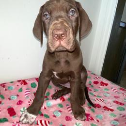Jovie - Chocolate female Great Dane puppy in Spartanburg, South Carolina from Pawlmetto Danes