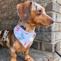 Dachshunds from Mini Browne Dachshunds