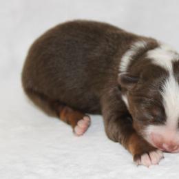 Beau - Red tri male Miniature Australian Shepherd puppy in Powderly, Texas from Kuttin’ Up Mini Aussies