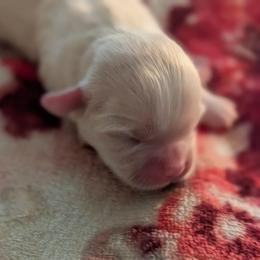Kimba - Cream female Lhasa Apso puppy in Fort Worth, Texas from Cynthia's Lhasa Apsos