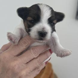 Chestnut - Chocolate, tan and white male Yorkshire Terrier puppy in West Fargo, North Dakota from A Yorkie Tale