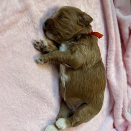 Lily - Apricot female Goldendoodle puppy in Newaygo, Michigan from West Michigan Doodles and Poodles