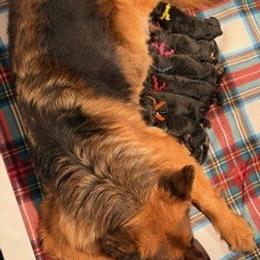 Boy 1 - Black and red male German Shepherd puppy in Valley Springs, South Dakota from Von Pasch German Shepherds