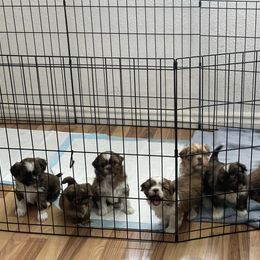 Shih Tzu Puppies from Jessica Diangson's Shih Tzus