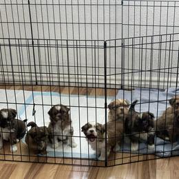 Shih Tzu Puppies from Jessica Diangson's Shih Tzus