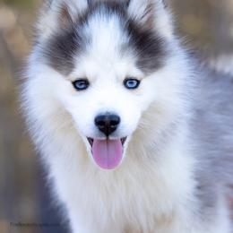 Larkspur - Black and white male Pomsky puppy in Moultonborough, New Hampshire from Foxfire Arctic Spitz