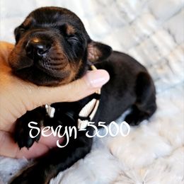 Black Rust male - 5500 - Black and rust male Doberman Pinscher puppy in Aurora, Indiana from Double-Take Doberman Kennels