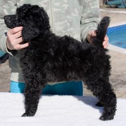 Poplar (girl) - Pink Collar - Blue female Poodle puppy in Tullahoma, Tennessee from Peaceful Valley Poodles