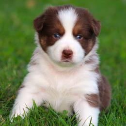 Pearl - Red tri-color female Australian Shepherd puppy in Cookeville, Tennessee from Spring Creek Aussies